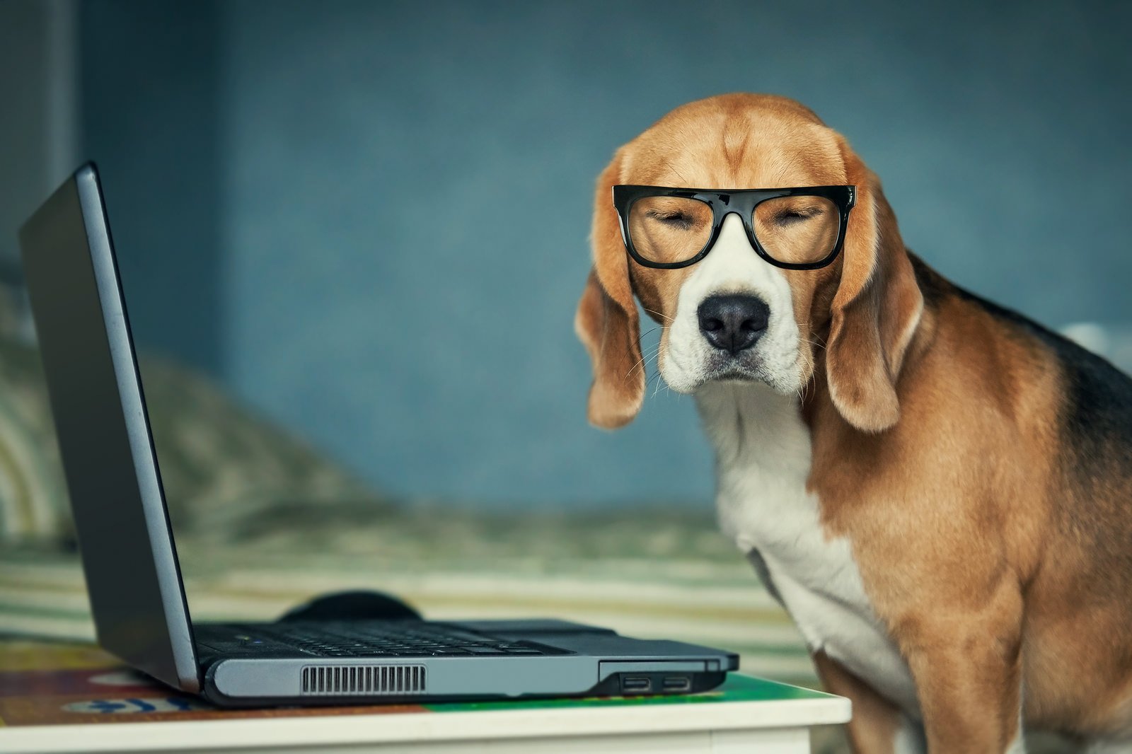 A studious beagle in glasses at a laptop